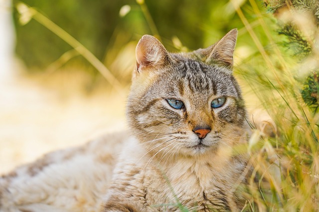 A lethargic cat lying down with its eyes half-closed, indicating illness.