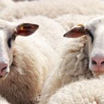 livestock guardian dog protecting sheep