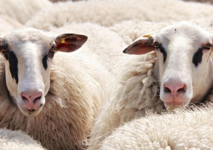 livestock guardian dog protecting sheep