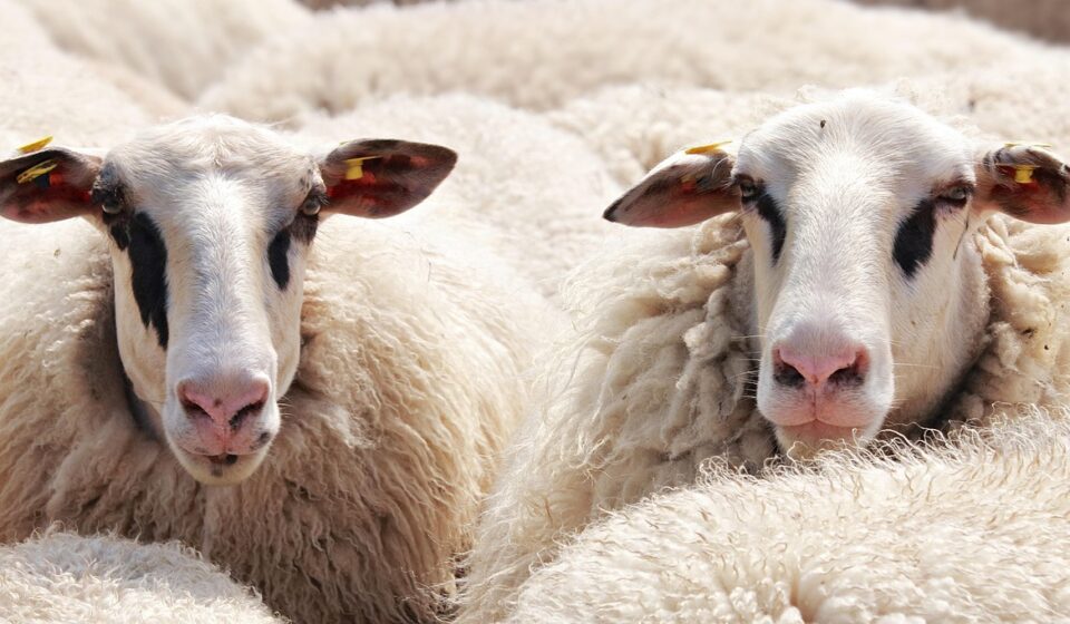 livestock guardian dog protecting sheep