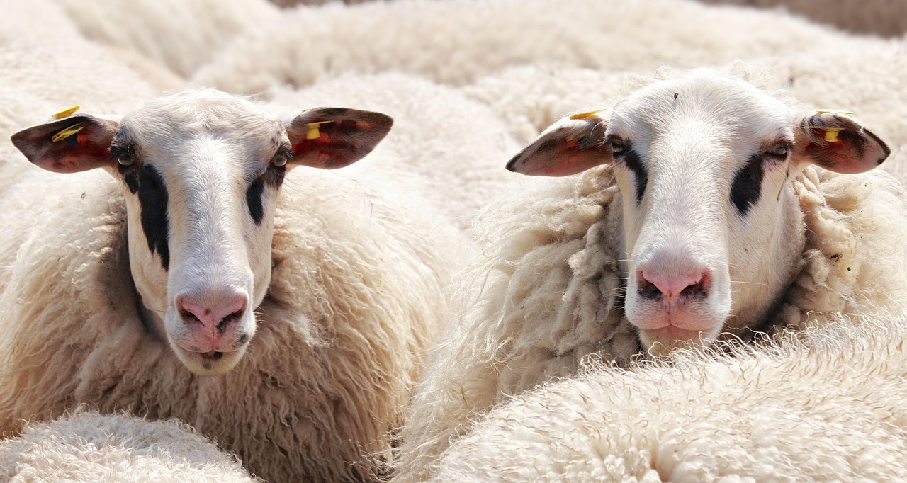 Livestock Guardian Dogs: Protecting Flocks and Herds in 2026