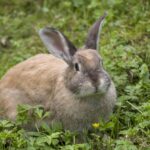 long haired rabbit grooming