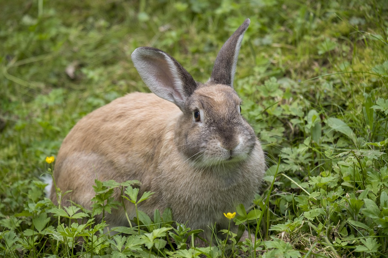 Long Haired Rabbits: Your 2026 Guide to Care & Companionship