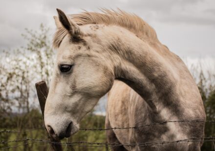 majestic Clydesdale horse