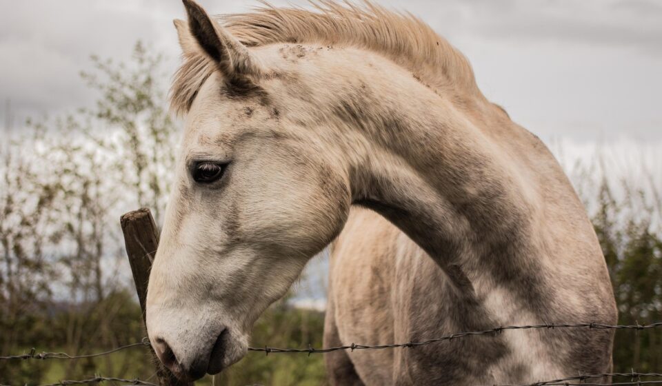majestic Clydesdale horse