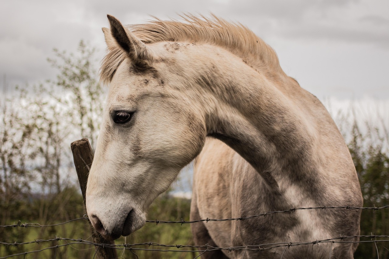 Clydesdale Animal: Gentle Giants of History and Today
