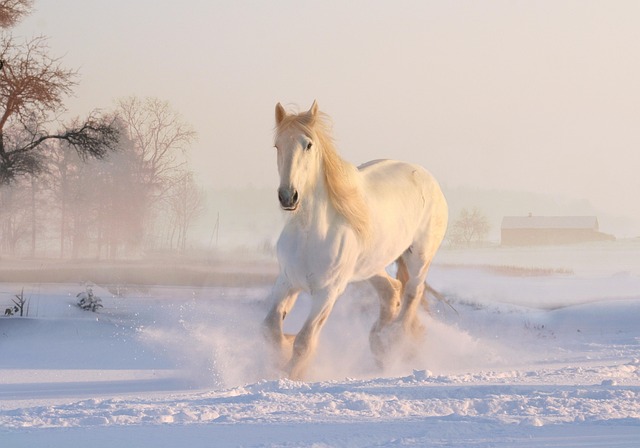 A majestic white horse with a flowing mane standing in a lush green field, symbolizing the beauty and grace associated with well-chosen equine horse names.