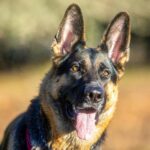 male german shepherd dog name inspiration