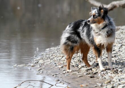 miniature australian shepherd