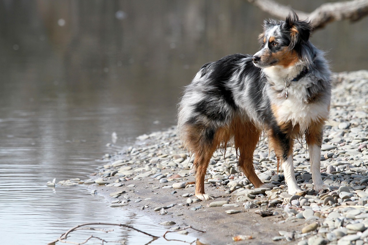 Miniature Australian Shepherd: Beyond the Fluff in 2026