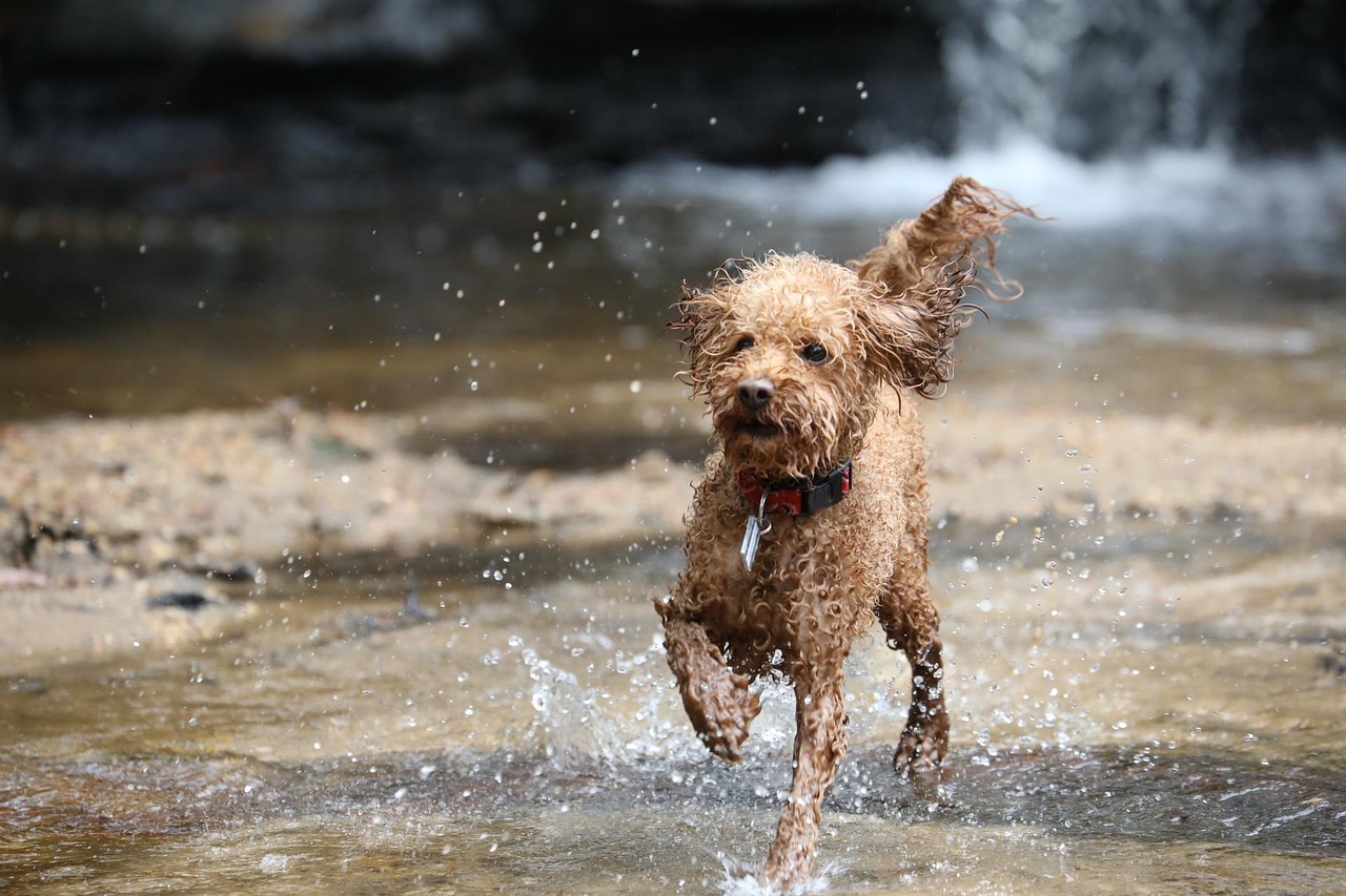 Newfie Poodle Mix 2026: A Comprehensive Guide to This Gentle Giant