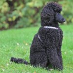 newfie poodle dog