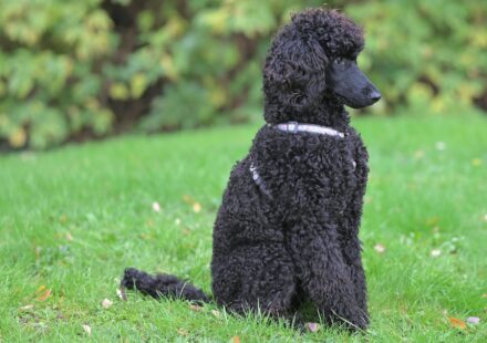 newfie poodle dog