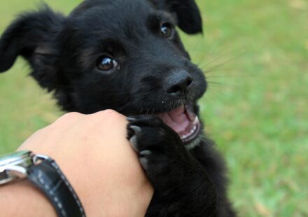 Newfypoo puppy playing