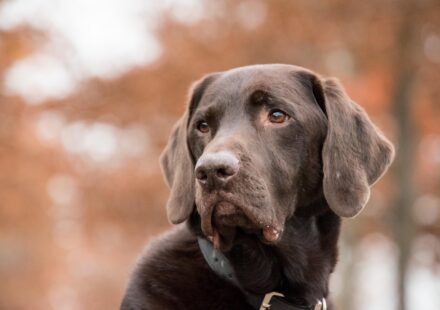 what nutrients do dogs need in homemade dog food
