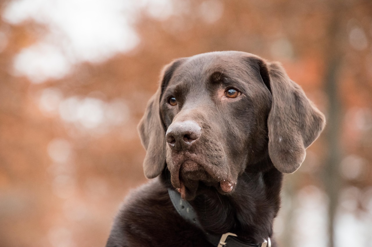 What Nutrients Do Dogs Need in Homemade Dog Food 2026?