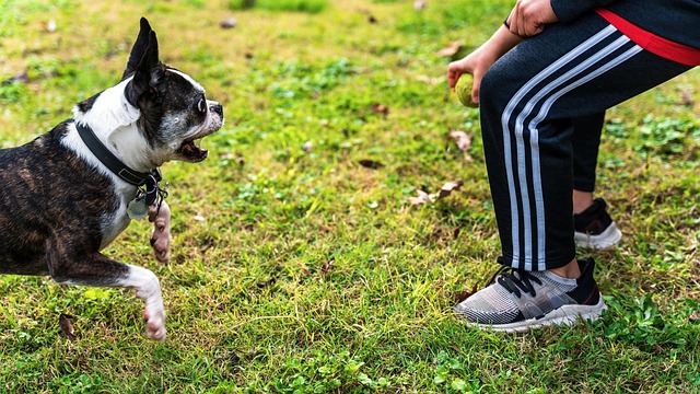 Owner playing fetch with a healthy dog in a park