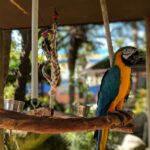 Parrot Jungle Island Miami Florida: Your 2026 Guide