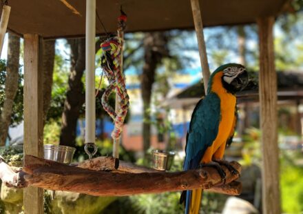 Parrot Jungle Island Miami Florida: Your 2026 Guide