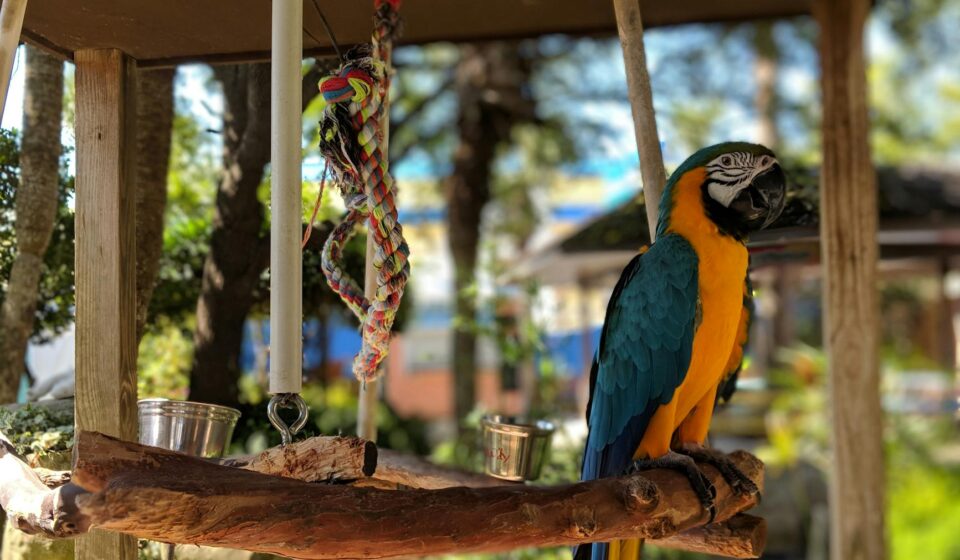 Parrot Jungle Island Miami Florida: Your 2026 Guide