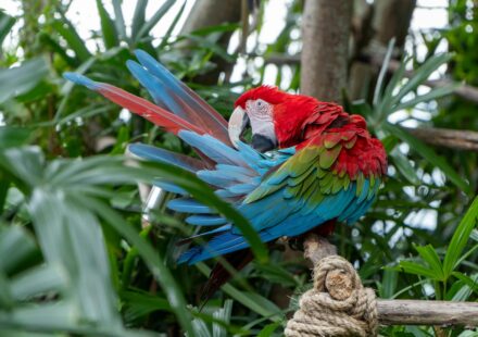 Parrot Jungle Island Miami Florida: Your 2026 Guide
