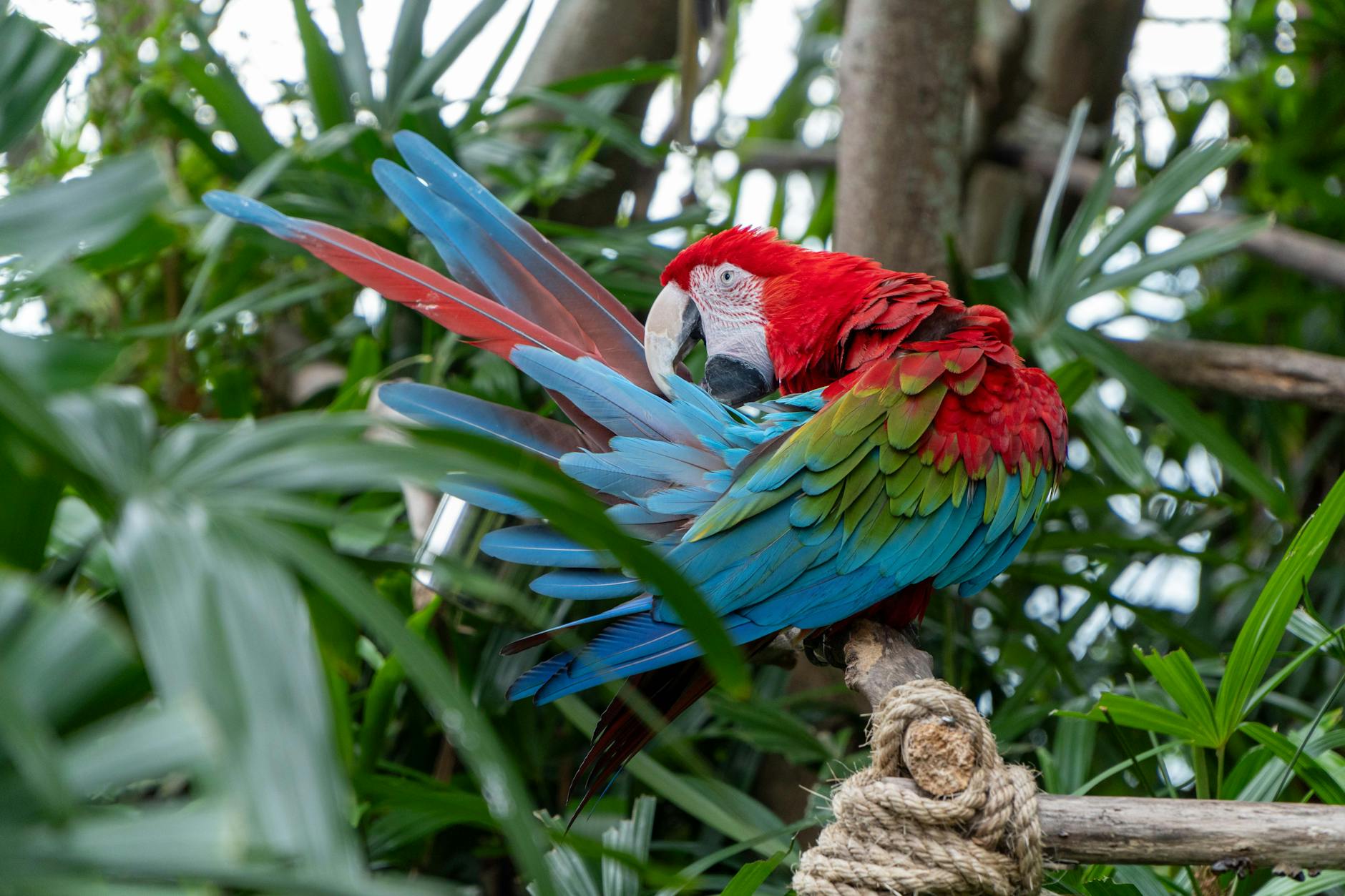 Parrot Jungle Island Miami Florida