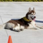 perro feliz eligiendo nombre