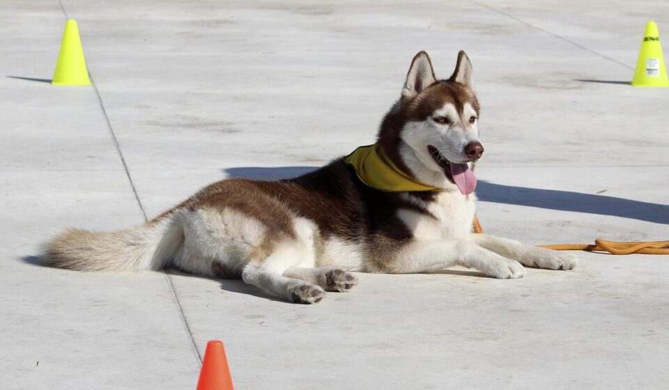 perro feliz eligiendo nombre