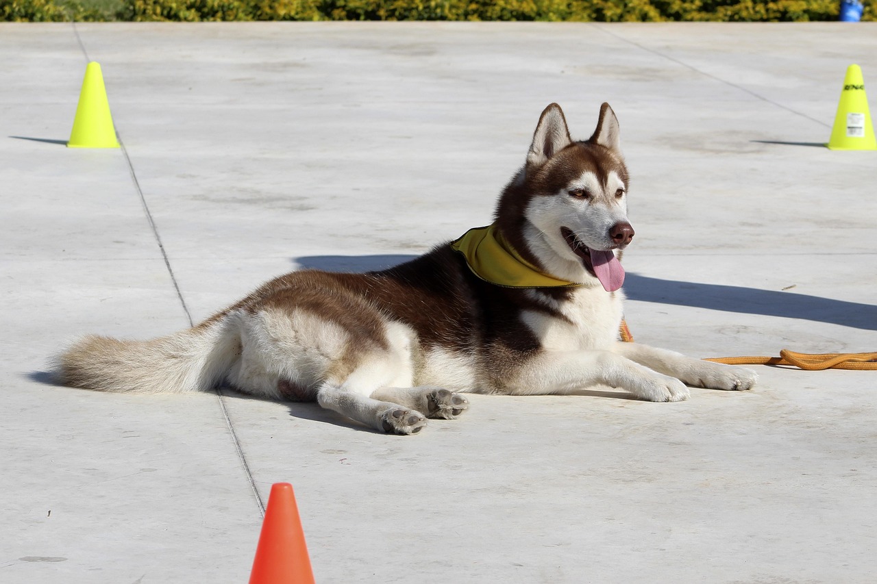 Nombres para Perros: Más de 500 Ideas Originales y Populares en 2026