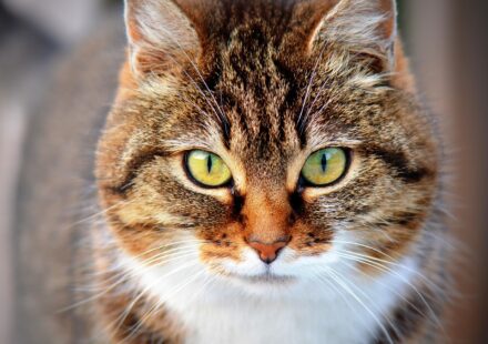 pet care tips for beginners