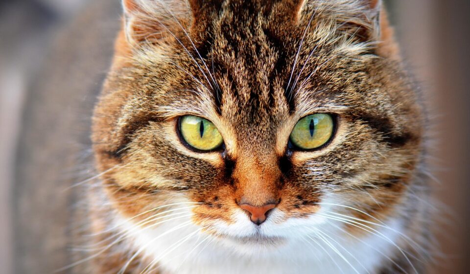 pet care tips for beginners