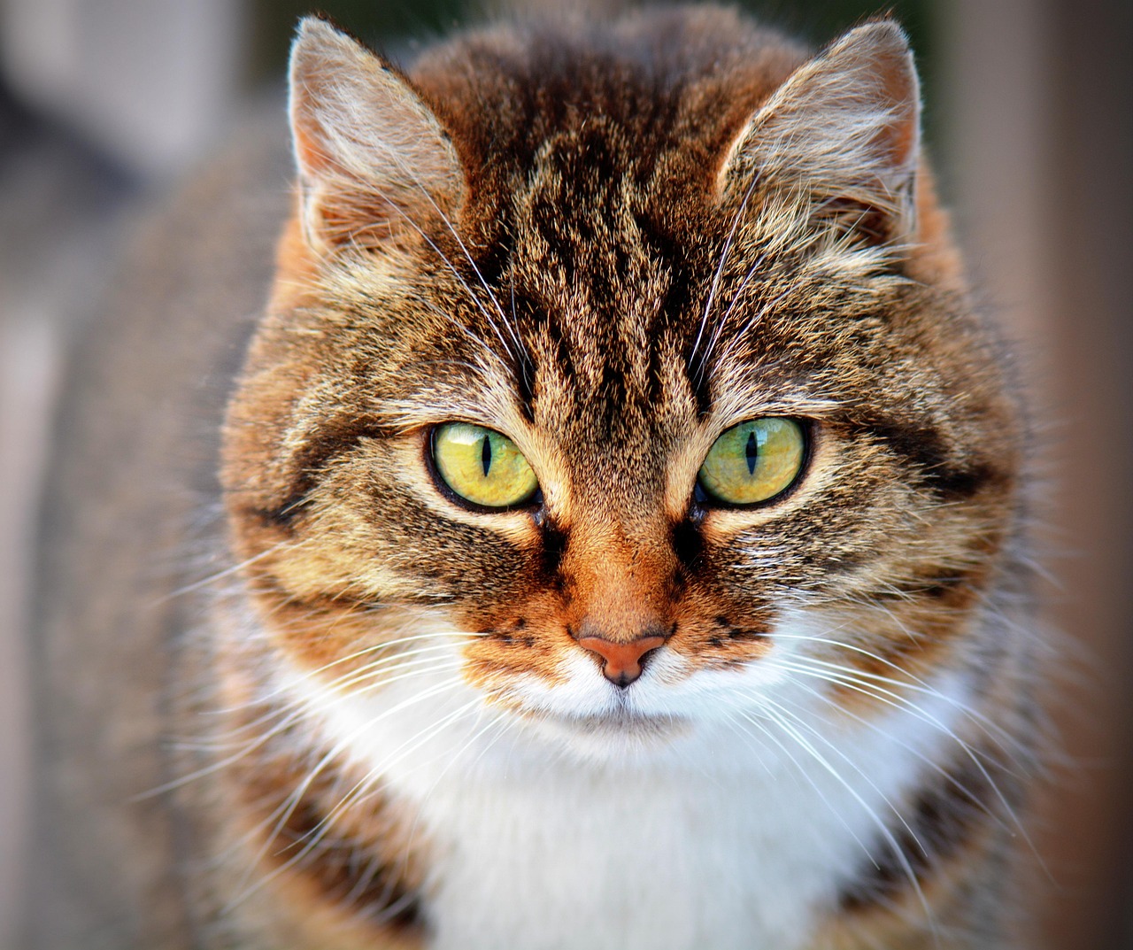 Pet Care Tips for Beginners: Navigating New Pet Parenthood in 2026