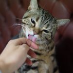 how to pet grooming