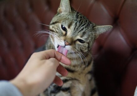 how to pet grooming