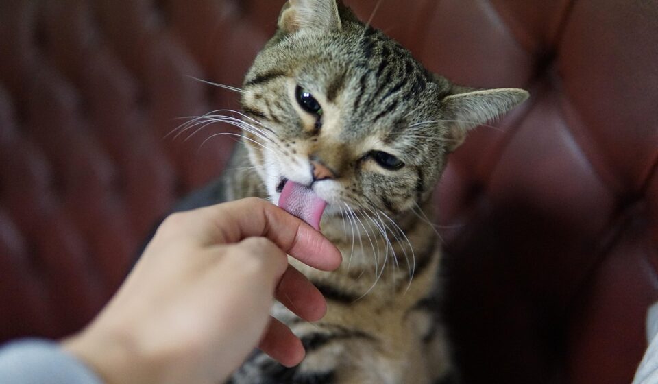 how to pet grooming