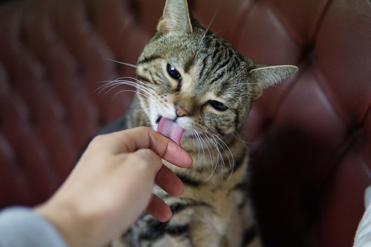 How to Pet Grooming: A 2026 Guide for Happy, Healthy Companions