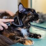 pet grooming supplies