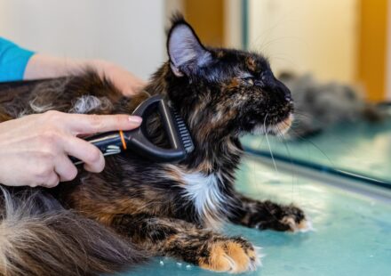 pet grooming supplies