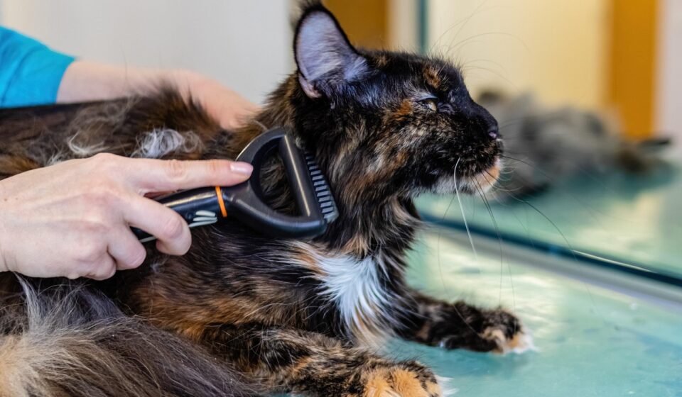 pet grooming supplies
