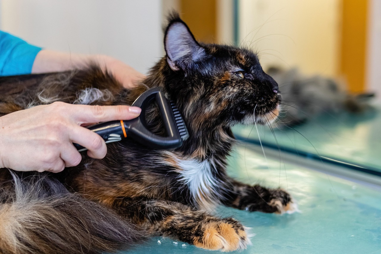 How to Groom Your Pet at Home in 2026: Essential Tips & Tricks