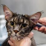 pet grooming tools
