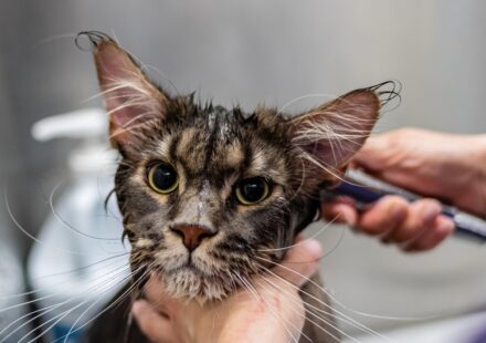pet grooming tools