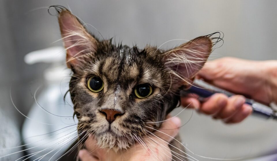pet grooming tools