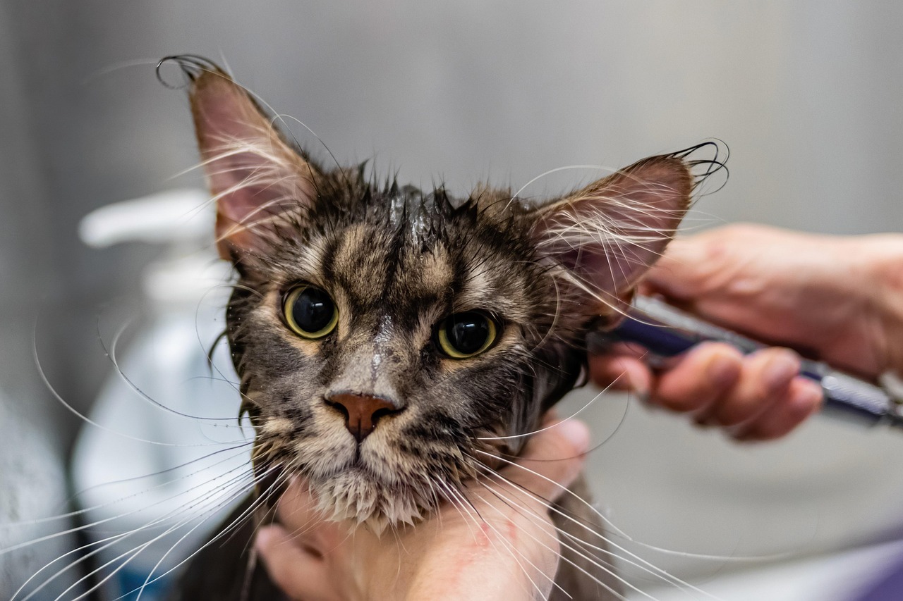 How to Groom Your Pet at Home in 2026: Avoid Common Mistakes