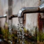 Are Pet Hydration Drinks Safe? A Nutritionist's Guide