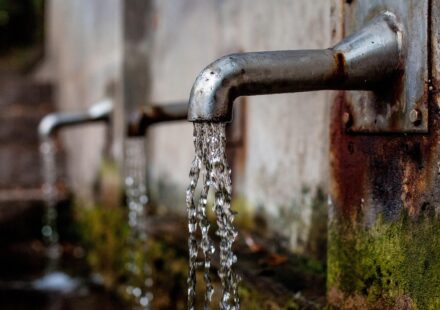 Are Pet Hydration Drinks Safe? A Nutritionist's Guide