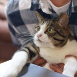 pet owner using laptop discount