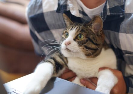pet owner using laptop discount