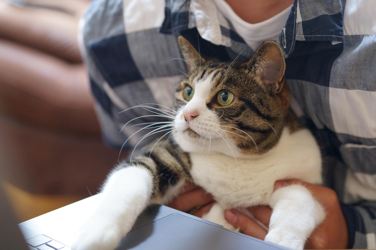 Valley Vet Promo Codes for 2026: Smart Savings on Pet Health