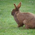 pet rabbit eating hay